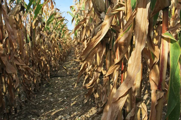 Cultivated maize field, cropped view.