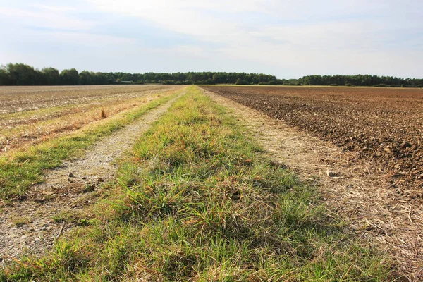 Tarımsal alanlar arasındaki yolun manzarası