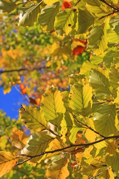 Herbstlicher Park Mit Buntem Laub — Stockfoto