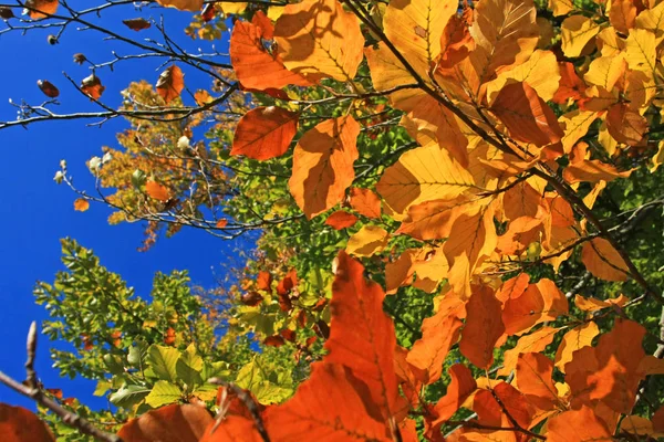 Herbstlicher Park Mit Buntem Laub — Stockfoto