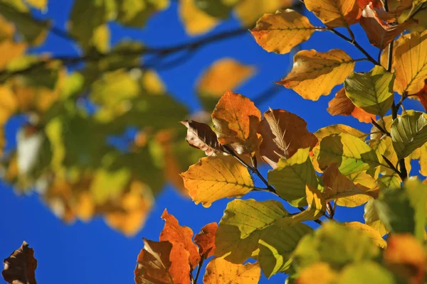 Herbstlicher Park Mit Buntem Laub — Stockfoto