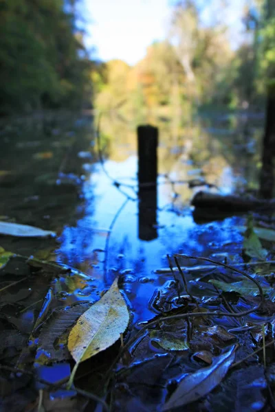 Parque Outonal Com Folhagem Colorida — Fotografia de Stock