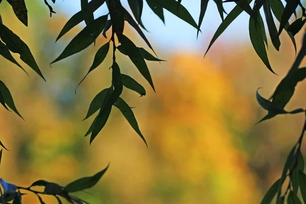 Parco Autunnale Con Fogliame Colorato — Foto Stock