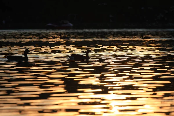 Vue Panoramique Sur Les Canards Nageant Dans Lac — Photo