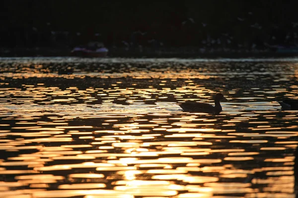 Scenic View Ducks Swimming Lake — Stock Photo, Image