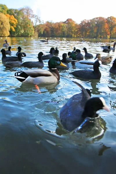 Schilderachtig Uitzicht Eenden Zwemmen Meer — Stockfoto