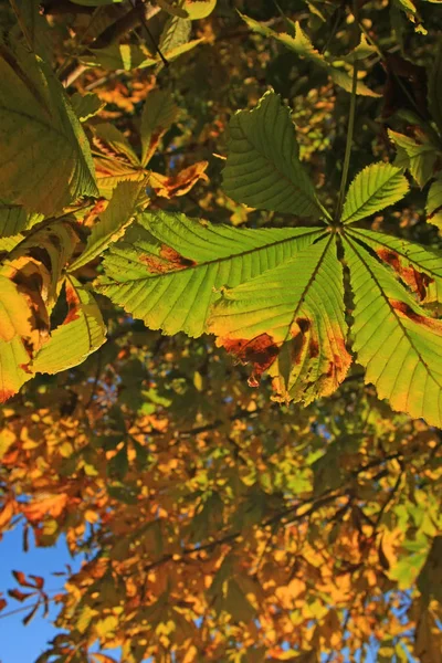 Höstpark Med Färgglada Lövverk — Stockfoto