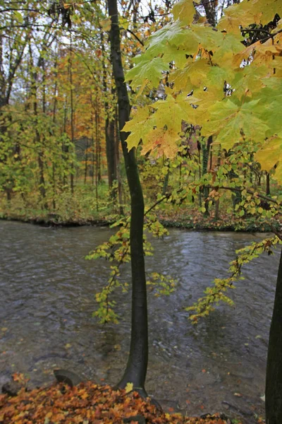 Parco Autunnale Con Fogliame Colorato — Foto Stock