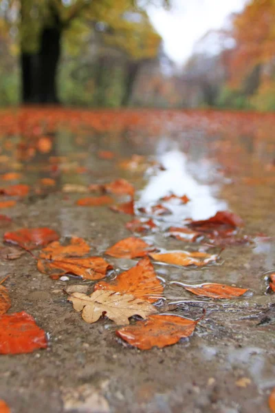 Herbstlicher Park Mit Buntem Laub — Stockfoto