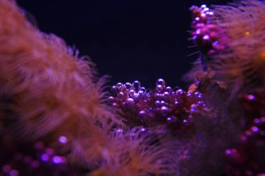 Akvaryum güzel mercan yakın çekim