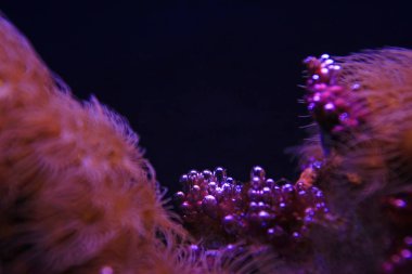 Akvaryum güzel mercan yakın çekim