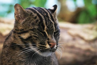 Büyük vahşi kedi taşın üzerinde oturuyor.