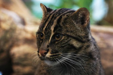 Büyük vahşi kedi taşın üzerinde oturuyor.
