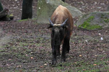 Takin ormanda yürüyor.