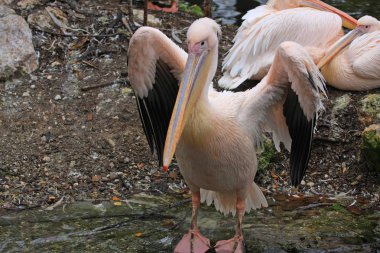 Pembe pelikan kanatları