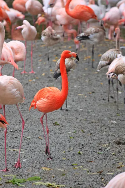 Kudde Van Roze Flamingo — Stockfoto