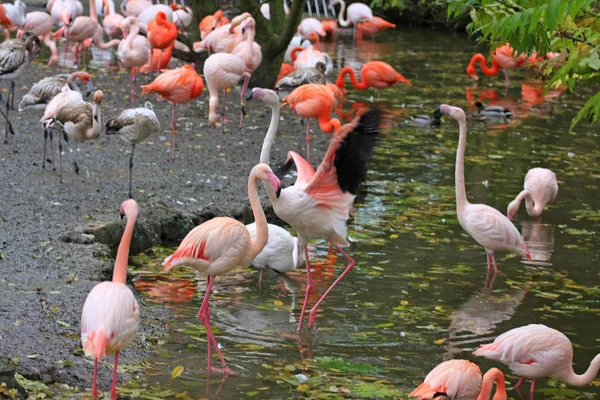 Flamingo Flamingos Lagoa — Fotografia de Stock