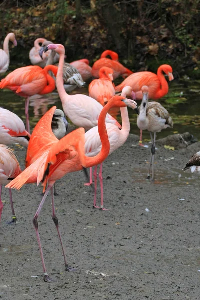 Flamingos Dammen Djurparken — Stockfoto