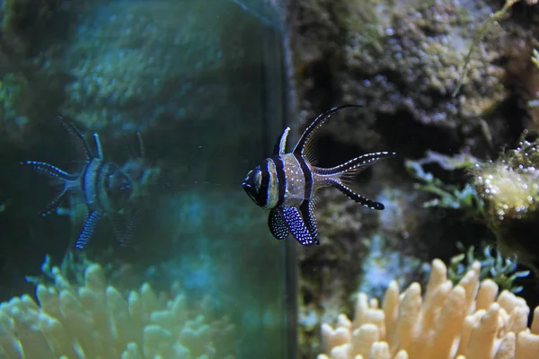 水族館で美しい縞模様の魚のクローズアップショット — ストック写真