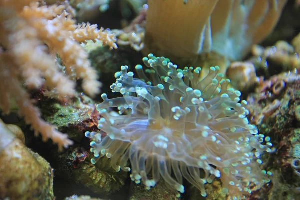 Primo Piano Del Bellissimo Corallo Anemone Acquario — Foto Stock