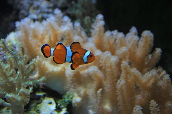 Close Shot Beautiful Clown Fish Aquarium — Stock Photo, Image