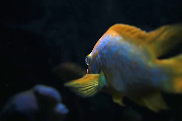 Blízká Střela Krásných Barevných Exotických Ryb Akváriu — Stock fotografie