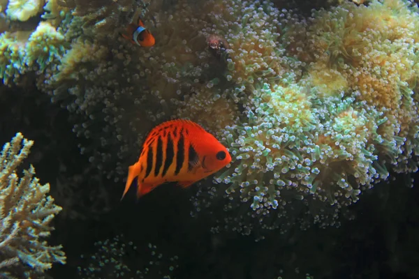 Крупный План Красивых Красочных Экзотических Рыб Аквариуме — стоковое фото