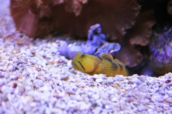 Primer Plano Hermosos Peces Pequeños Amarillos Acuario —  Fotos de Stock