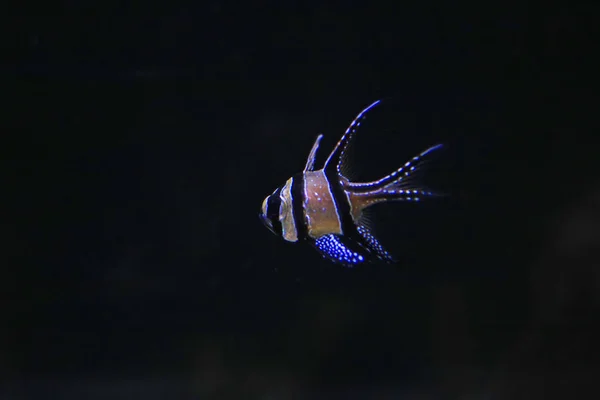 水族館で美しい縞模様の黒と白の魚のクローズアップショット — ストック写真