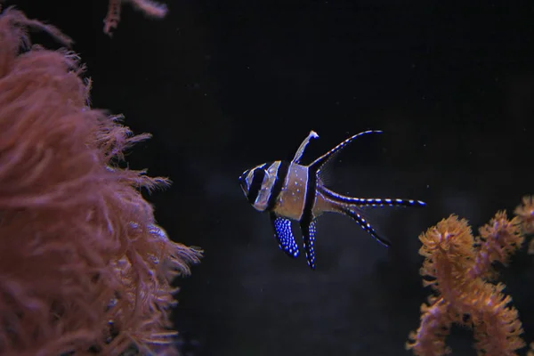 Blízký Záběr Krásných Proužkovaných Černých Bílých Ryb Akváriu — Stock fotografie