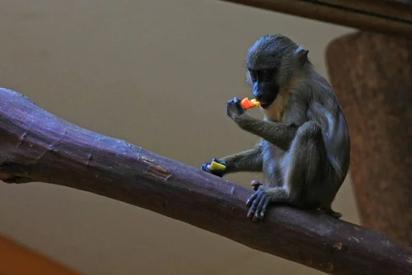 Babuíno Bebê Comer Frutas — Fotografia de Stock