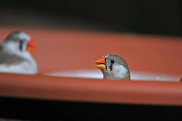 Kleine Vink Bruine Plaat — Stockfoto