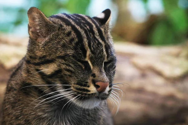 Enorme Gato Selvagem Sentado Pedra — Fotografia de Stock