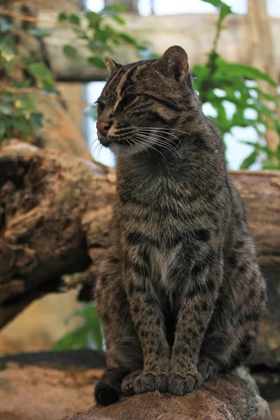 Enorme Gato Selvagem Sentado Pedra — Fotografia de Stock