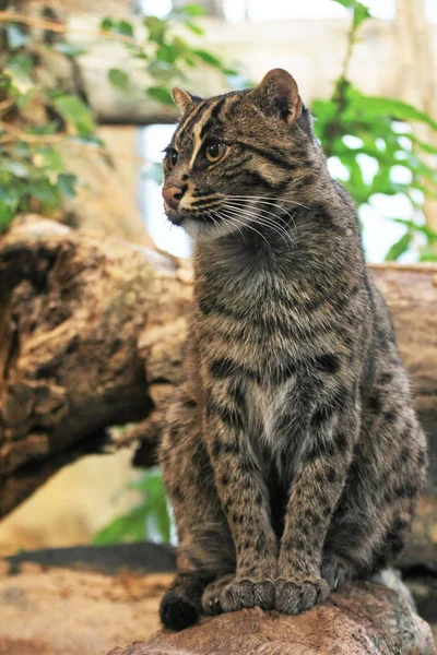 Enorme Gato Selvagem Sentado Pedra — Fotografia de Stock