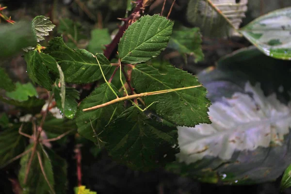 stick insects on plant