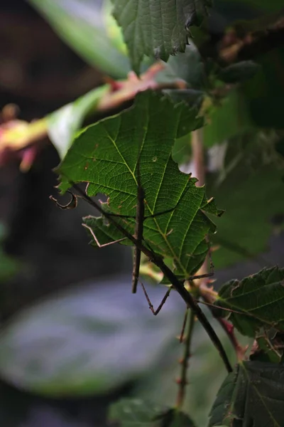 昆虫を植物にくっつけ — ストック写真