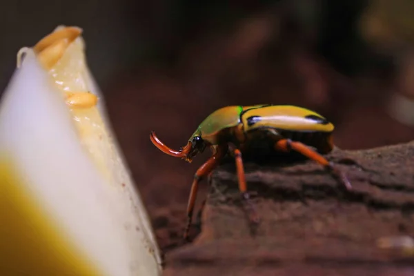 Bir Ağaç Üzerinde Kırmızı Beetle — Stok fotoğraf