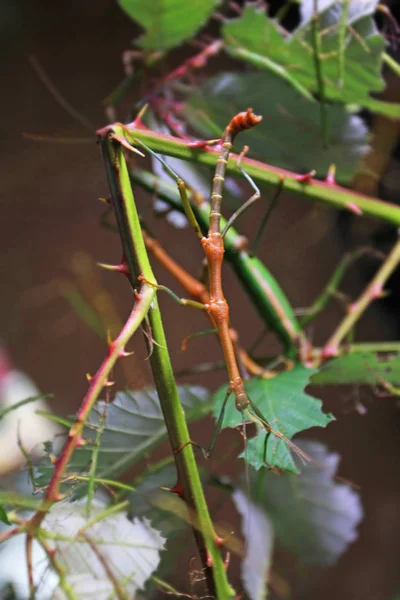 Nahaufnahme Eines Baumes — Stockfoto