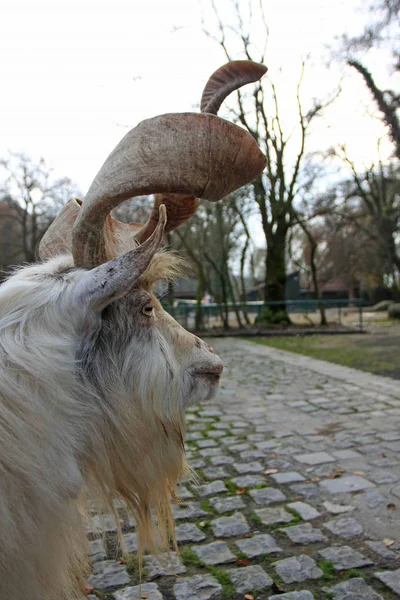 Portrait Goat Long Twisting Horns — Stock Photo, Image