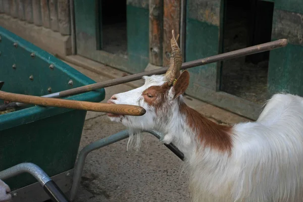Retrato Cabra Com Longos Chifres Torção — Fotografia de Stock
