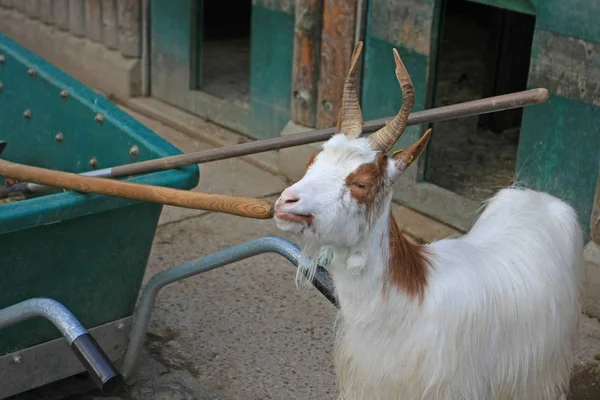 Portrait Goat Long Twisting Horns — Stock Photo, Image
