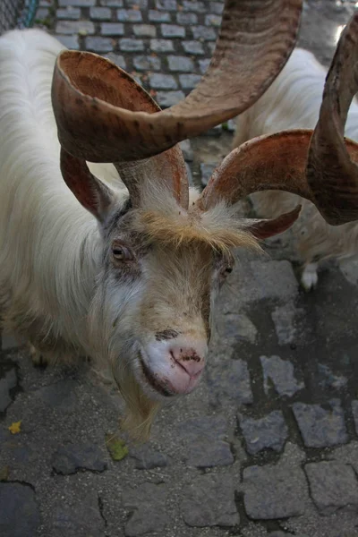 Portrait Goat Long Twisting Horns — Stock Photo, Image