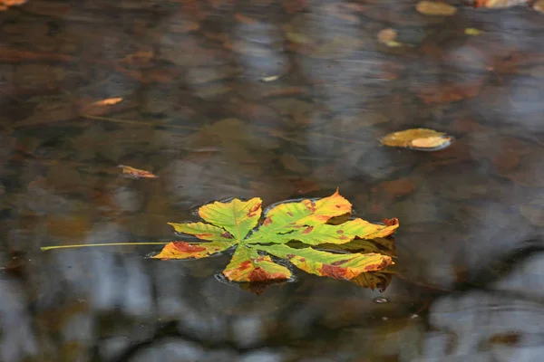 Herbst Rosskastanienblatt See — Stockfoto