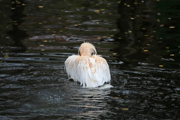Pembe Pelikan Kanatları — Stok fotoğraf