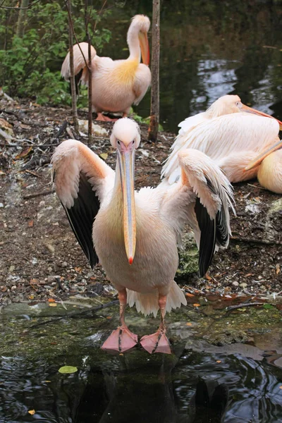 Rosa Pelícano Aleteo Alas — Foto de Stock