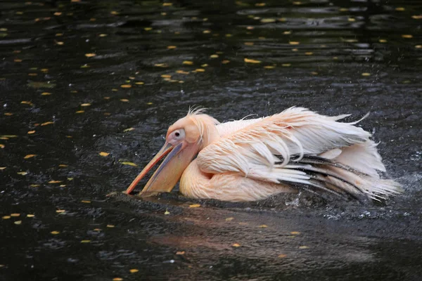 Pelikaan Spetterend Water Met Zijn Vleugels — Stockfoto