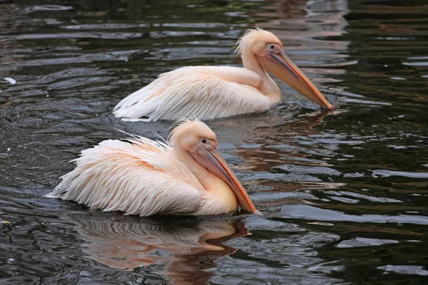 Dos Pelícanos Lago Agua — Foto de Stock