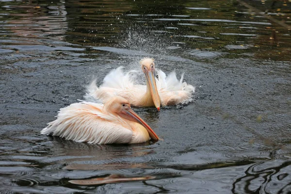 Twee Pelikanen Het Meer Het Water — Stockfoto