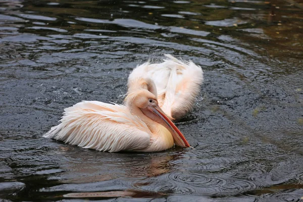 Twee Pelikanen Het Meer Het Water — Stockfoto